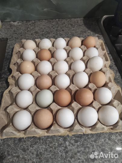 Домашние куриные яйца