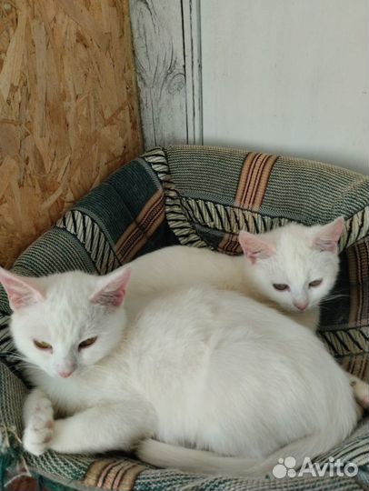 Белоснежные кошечки