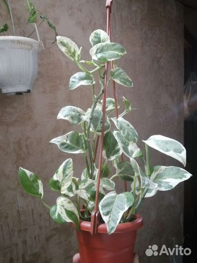 Девичий виноград, пеперомия