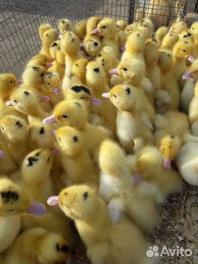 Цветной бройлер, белый бройлер,доминант, индюшата