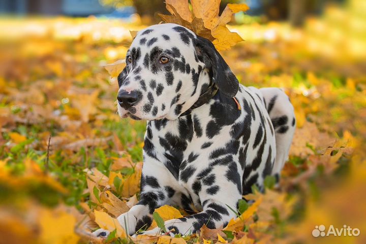Далматин для фотосессий