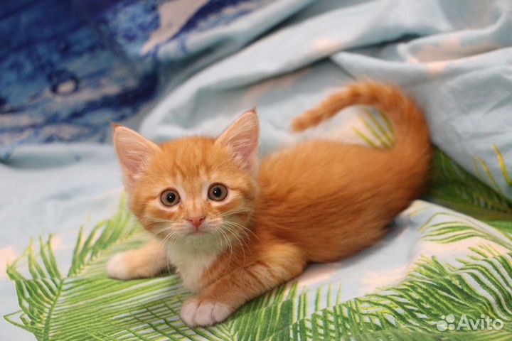 Котенок девочка Солнышко ищет дом