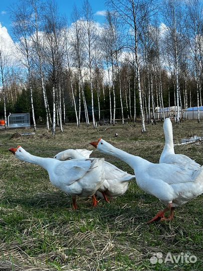 Инкубационное яйцо гусей Линда