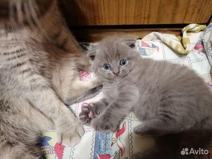 Шотландские котята