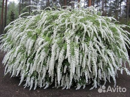 Декоративно цветущие кустарники