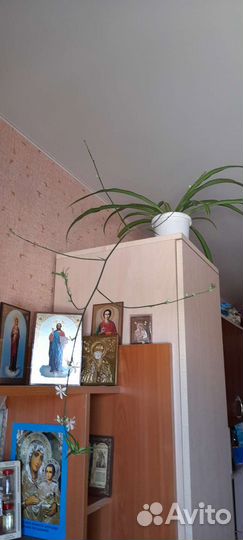 Хлорофитум
