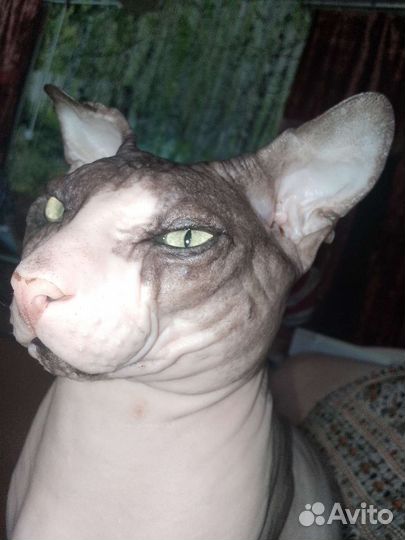 Сфинкс донской