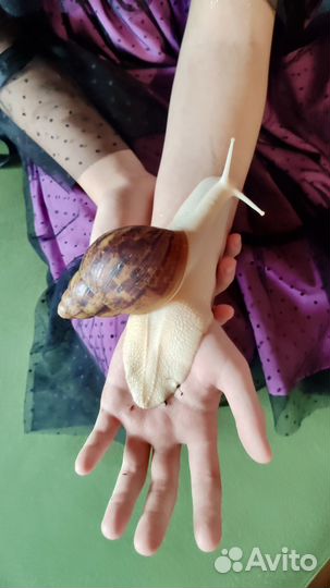 Улитки Архахатины Маргината Овум