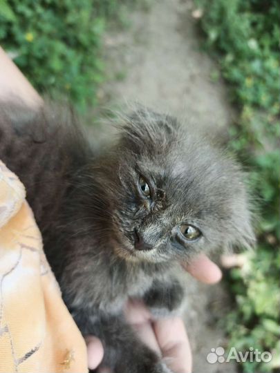 Котята