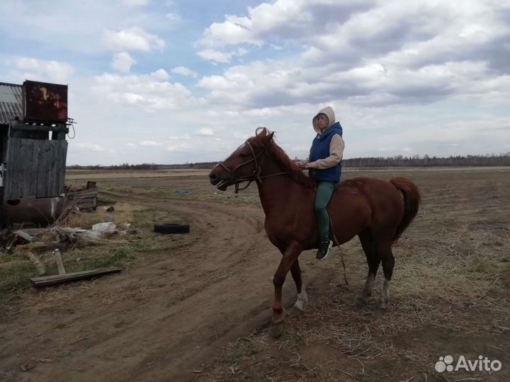 Обучение лошадей