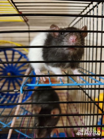 Крыса дамбо