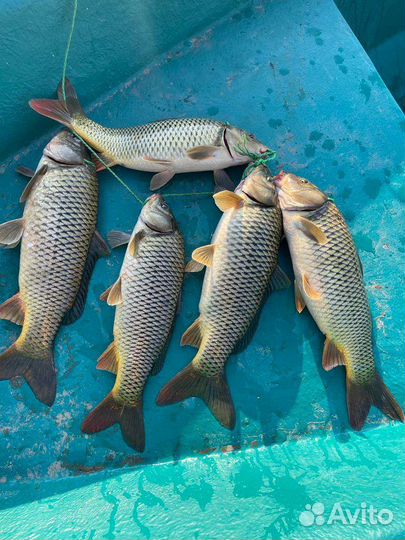 Рыбалка, охота, отдых в Астрахани