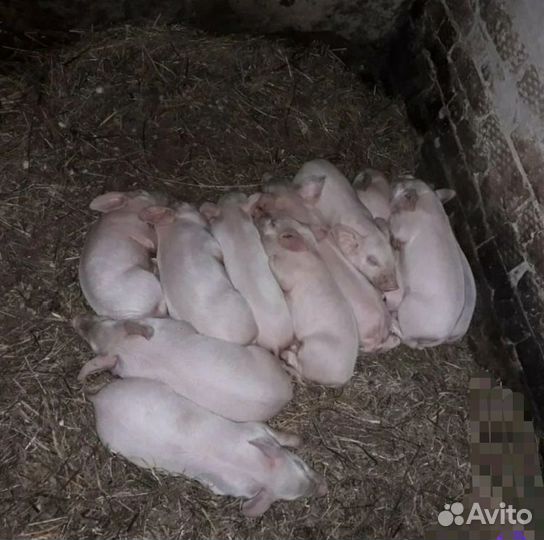 Поросята