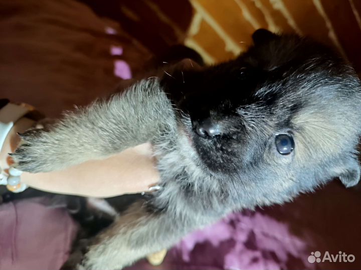 Собака в добрые руки отдам бесплатно