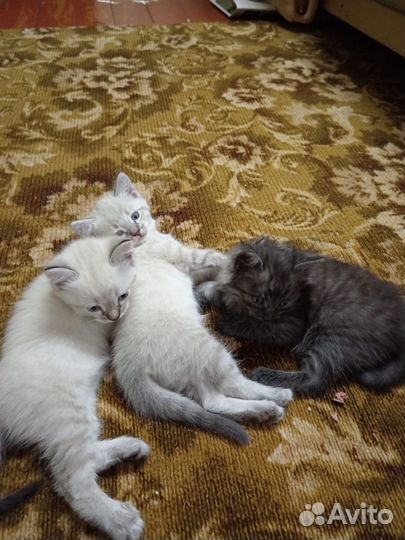 Сиамские кошки бесплатно