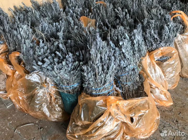 Лаванда, розмарин, гортензия