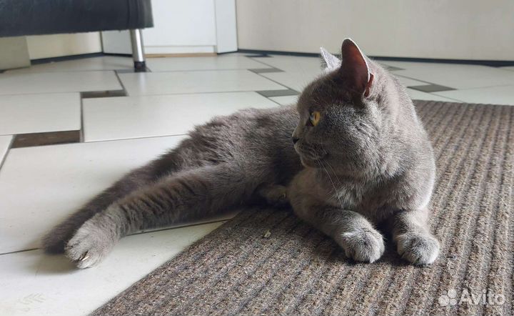 Кошка британская короткошерстная