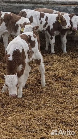 Бычки и быки телки и телочки