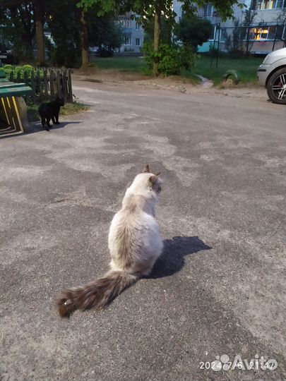 Котята в добрые руки бесплатно