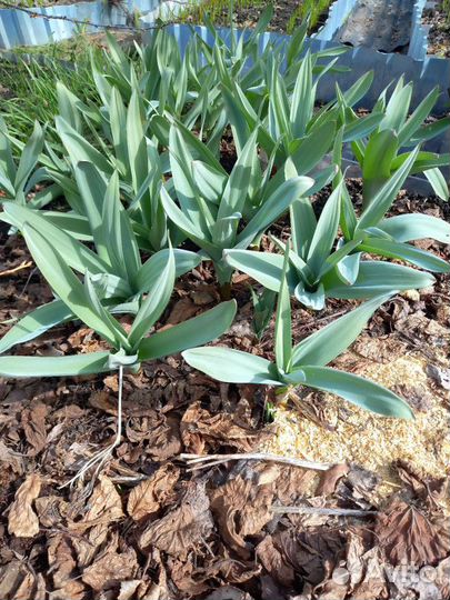 Лук Суворова анзурский