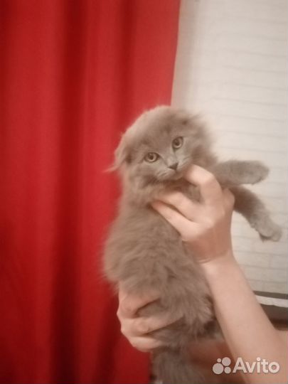 Кошка в дар бесплатно