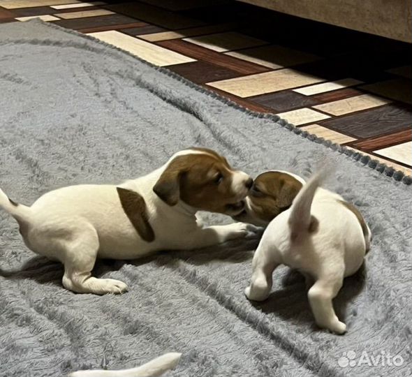 Джек рассел терьер