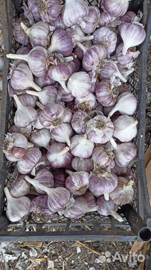 Чеснок