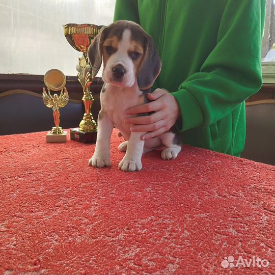 Щенки бигль