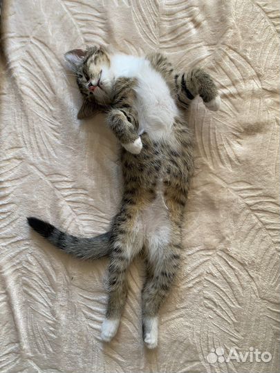 Европейская