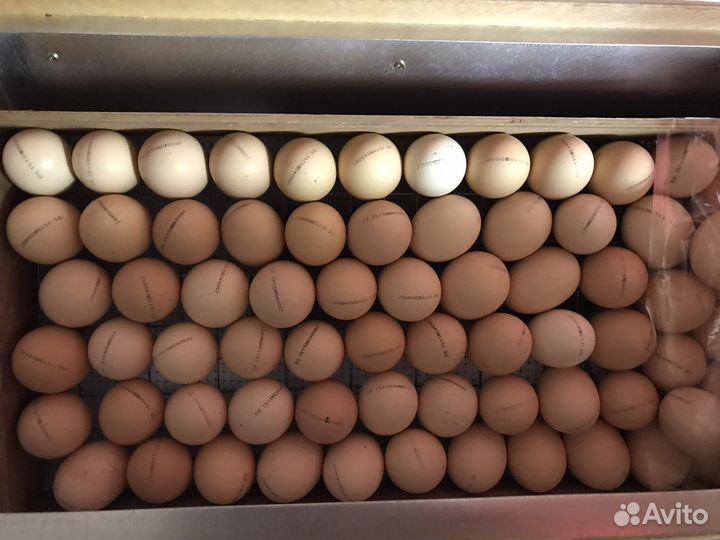 Цыплята бройлеры кобб 500 суточные и подрощенные