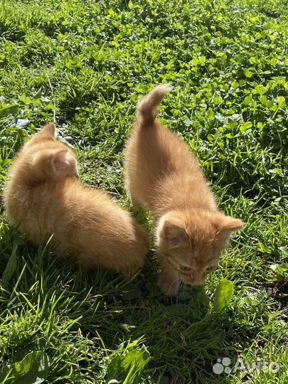 Котята курильский бобтейл