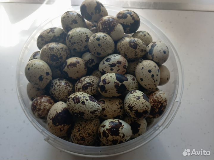 Яйцо перепелиное
