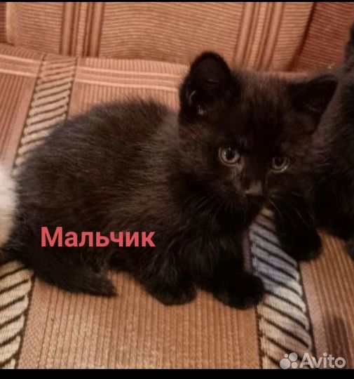 Котята в добрые руки) 1,5 мес