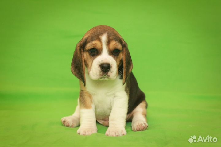 Щенок бигля