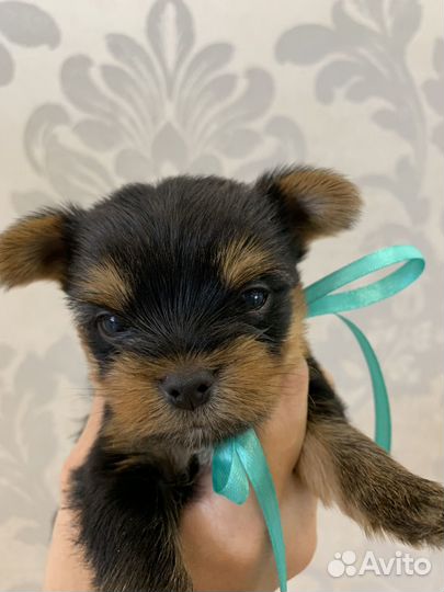 Йоркширский терьер