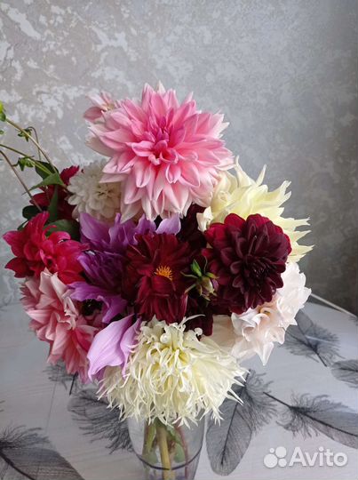 Георгины клубни