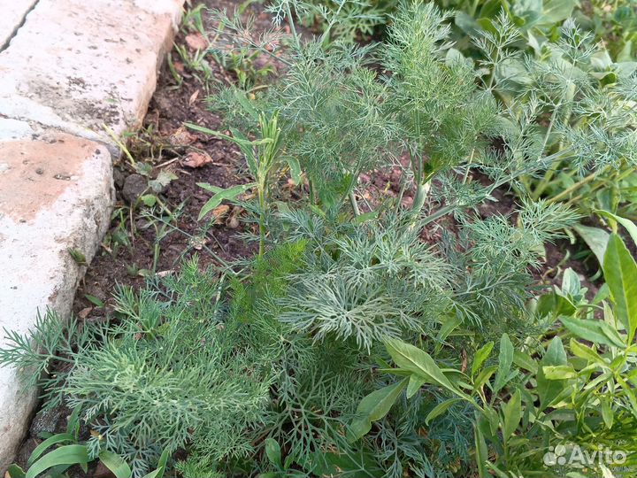 Укроп свежий