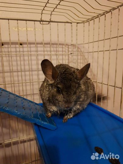 Шиншилла с клеткой
