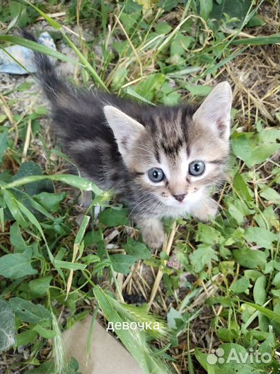 В добрые руки