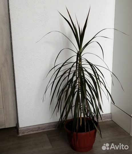 Драцена (№2)