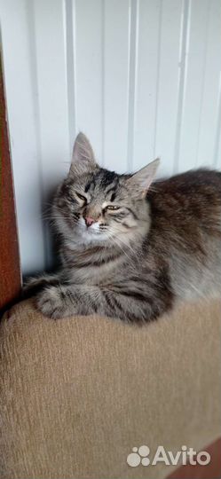 Кошечка красавица