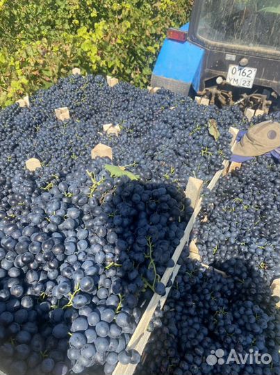 Винный виноград