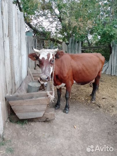 Корова стельная дойная