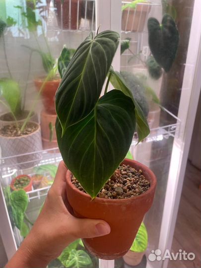 Филодендрон сплендид