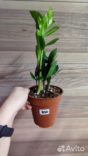 Замиокулькас