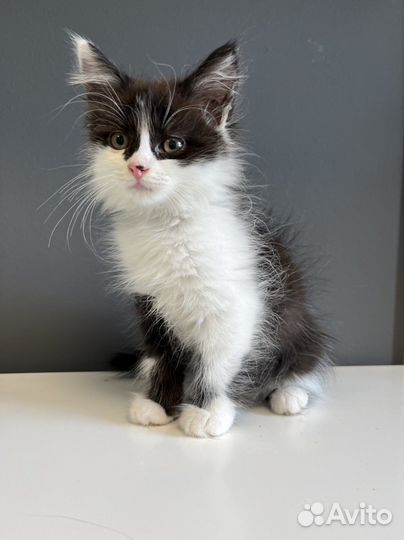 Котенок девочка в добрые руки 2 месяца