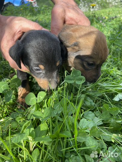 Щенки ягдтерьера