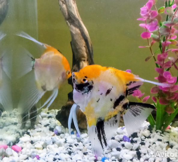 Аквариумные рыбки