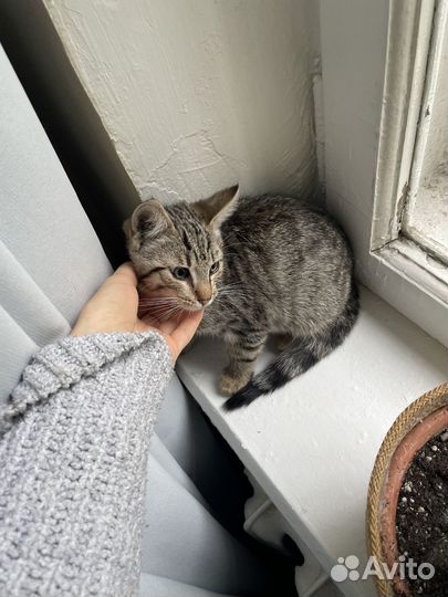 Котенок в добрые руки