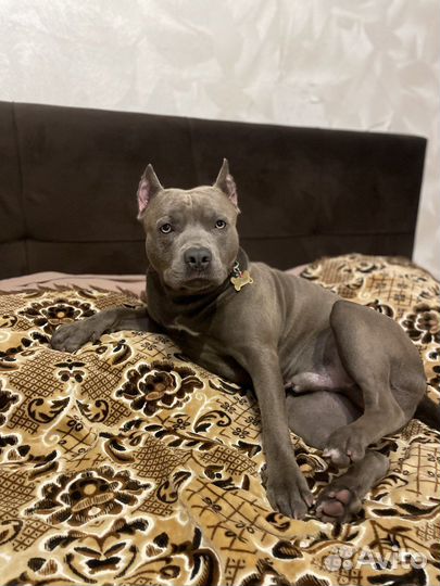 Американский стаффордширский терьер Вязка